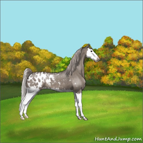 Horse Color:Silver Grullo Splash Appaloosa 