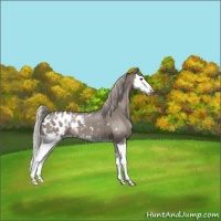 Horse Color:Silver Grullo Splash Appaloosa 