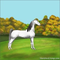 Horse Color:Buckskin Sabino Splash Appaloosa 