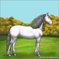 Horse Color:Amber Champagne Chinchilla Onyx Appaloosa Rabicano 