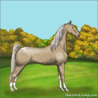 Horse Color:Silver Smoky Grullo Appaloosa 