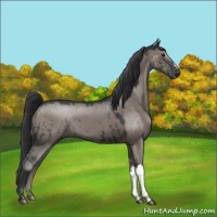 Horse Color:Grullo 