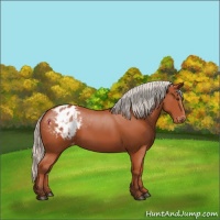 Horse Color:Silver Bay Appaloosa 