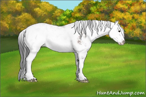 Horse Color:Brown Sabino Appaloosa Rabicano 