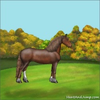Horse Color:Liver Chestnut Rabicano