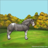 Horse Color:Silver Black Sabino Appaloosa 