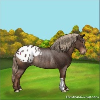 Horse Color:Liver Chestnut Appaloosa Rabicano 