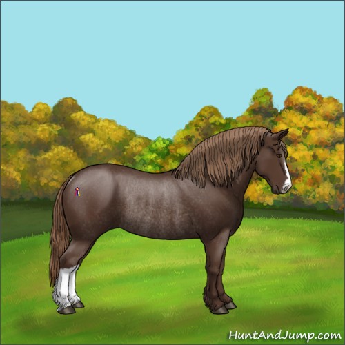Horse Color:Liver Chestnut Rabicano 