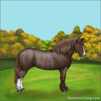 Horse Color:Liver Chestnut Rabicano