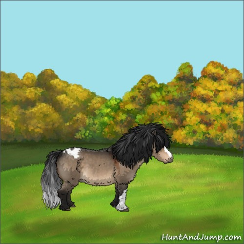 Horse Color:Gray Brown Dun Varnish