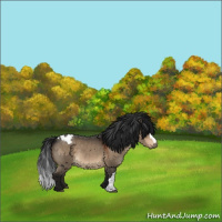 Horse Color:Gray Brown Dun Varnish 