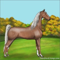 Horse Color:Chestnut Rabicano 
