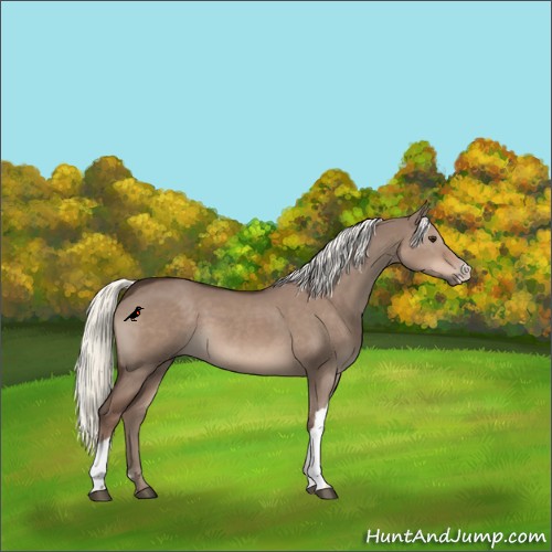 Horse Color:Liver Red Dun 