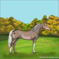 Horse Color:Liver Red Dun 