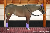 Horse Color:Silver Bay 