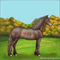 Horse Color:Liver Chestnut Appaloosa Rabicano