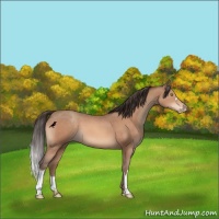 Horse Color:Amber Champagne Appaloosa 