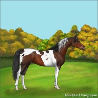 Horse Color:Brown Tobiano Varnish 