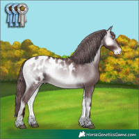 Horse Color:Chocolate Brown Chinchilla Onyx Appaloosa 