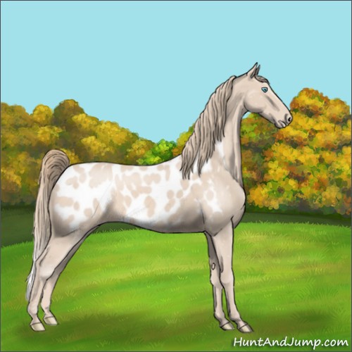 Horse Color:Perlino Appaloosa