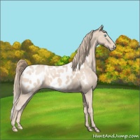 Horse Color:Perlino Appaloosa 