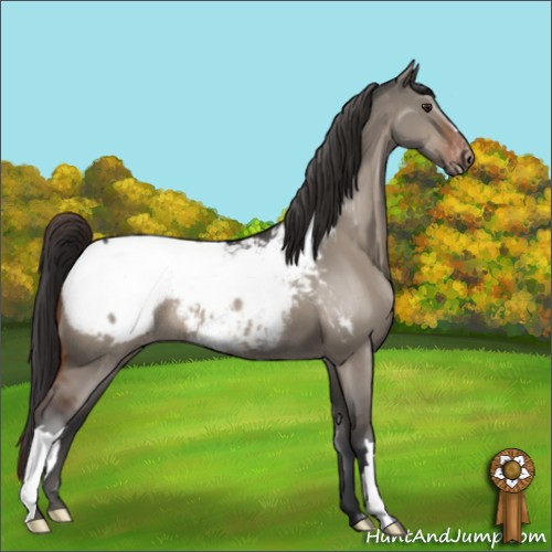 Horse Color:Brown Dun Appaloosa 