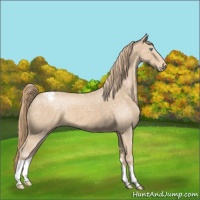 Horse Color:Perlino Snowcap