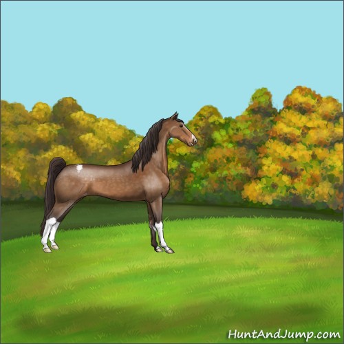 Horse Color:Buckskin Varnish