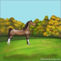 Horse Color:Buckskin Varnish 