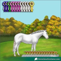 Horse Color:Perlino Dun Appaloosa