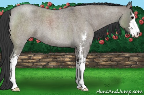 Horse Color:Grullo Roan Sabino