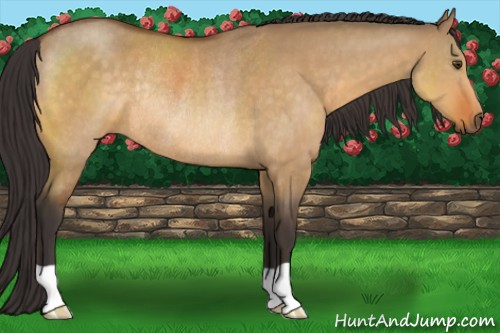 Horse Color:Buckskin Dun Rabicano 