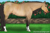 Horse Color:Buckskin Dun Rabicano
