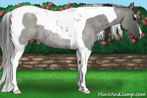 Horse Color:Grullo Roan Tobiano