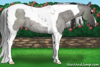 Horse Color:Grullo Roan Tobiano