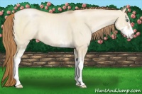 Horse Color:Smoky Grullo Pearl Sabino