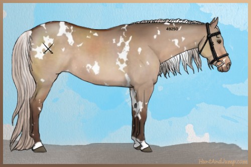 Horse Color:White Spotted Silver Brown Dun 