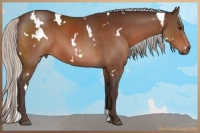 Horse Color:White Spotted Silver Brown 
