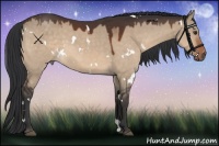 Horse Color:White Spotted Brown Dun 