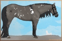 Horse Color:White Spotted Grullo Sabino 