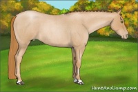 Horse Color:Red Roan Pearl 