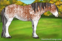 Horse Color:Bay Sabino Rabicano and White Spotted Bay Sabino Rabicano