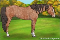 Horse Color:Bay Dun Sabino Rabicano  and Bay Sabino Appaloosa Rabicano 