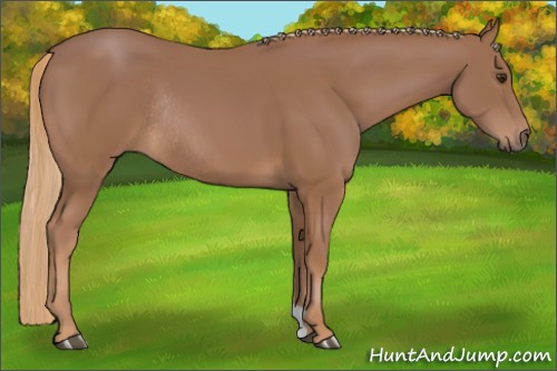Horse Color:Chestnut Rabicano 
