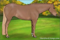Horse Color:Chestnut Rabicano 