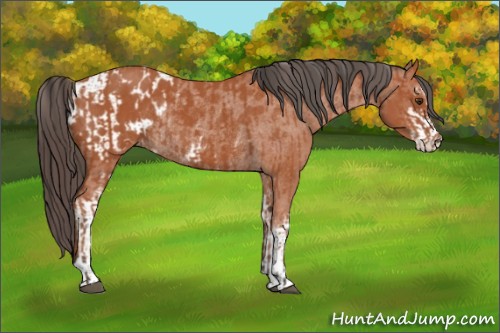 Horse Color:Bay Sabino Rabicano  and Bay Sabino Appaloosa Rabicano 