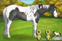 Horse Color:Black Sabino Tobiano 