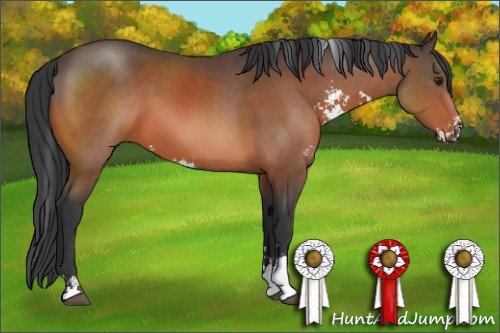 Horse Color:Brown Sabino Rabicano