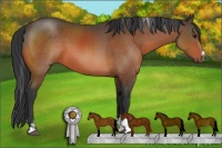 Horse Color:Brown Sabino Rabicano