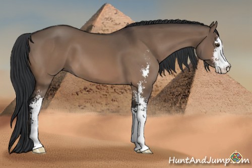 Horse Color:Brown Dun Sabino 